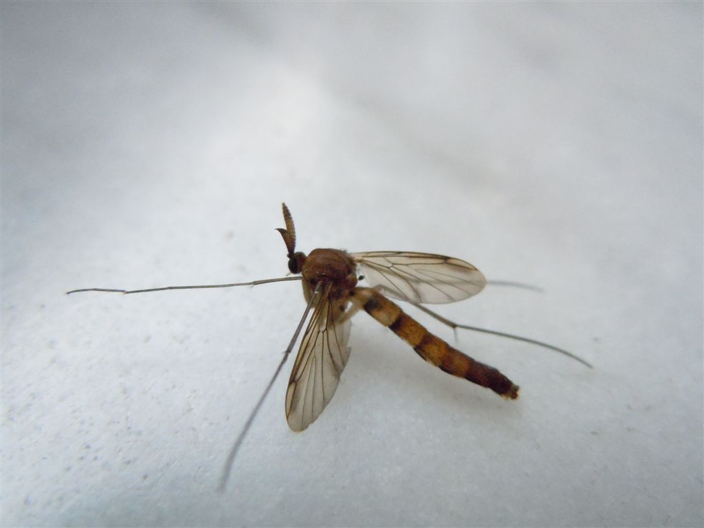 Strana zanzara: Keroplatus testaceus (Keroplatidae)